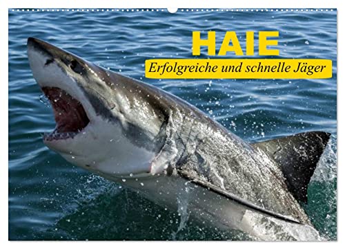 Haie. Erfolgreiche und schnelle Jäger (Wandkalender 2024 DIN A2 quer), CALVENDO Monatskalender