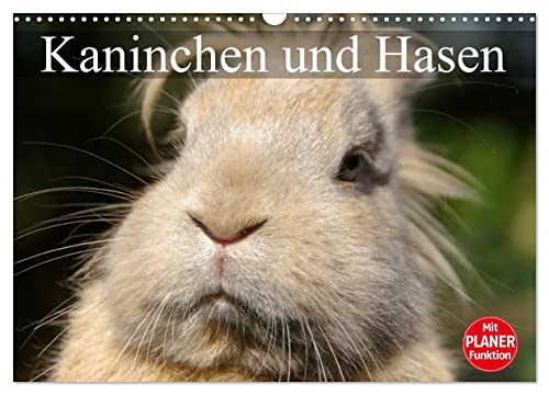 Kaninchen und Hasen (Wandkalender 2024 DIN A3 quer), CALVENDO Monatskalender