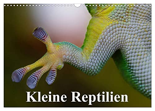 Kleine Reptilien (Wandkalender 2025 DIN A3 quer), CALVENDO Monatskalender von CALVENDO