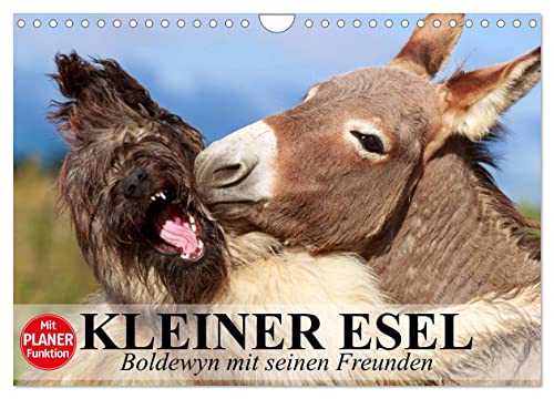 Kleiner Esel. Boldewyn mit seinen Freunden (Wandkalender 2024 DIN A4 quer), CALVENDO Monatskalender von CALVENDO