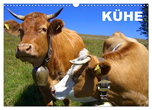Kühe / Geburtstagskalender (Wandkalender 2024 DIN A3 quer), CALVENDO Monatskalender: Verschiedene schöne Rinderrassen für alle Kuhliebhaber (CALVENDO Tiere)