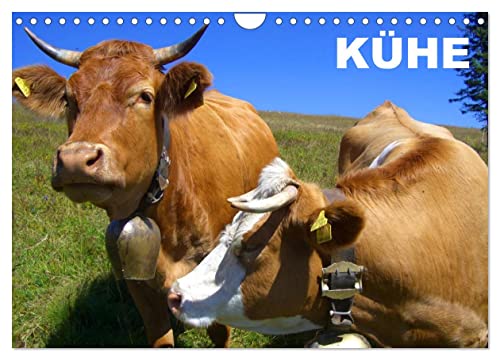 Kühe/Geburtstagskalender (Wandkalender 2024 DIN A4 quer), CALVENDO Monatskalender