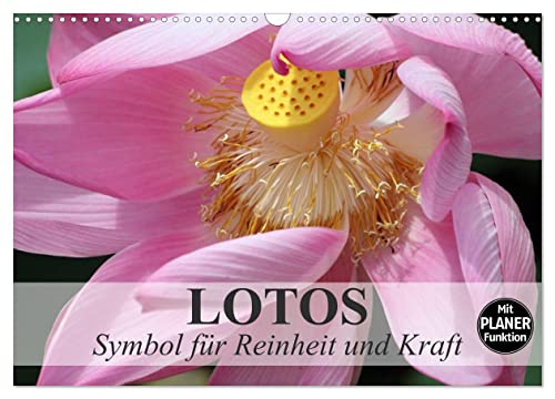 Lotos. Symbol für Reinheit und Kraft (Wandkalender 2025 DIN A3 quer), CALVENDO Monatskalender