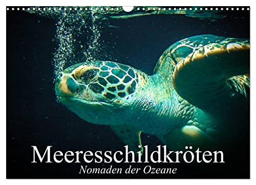 Meeresschildkröten. Nomaden der Ozeane (Wandkalender 2025 DIN A3 quer), CALVENDO Monatskalender von CALVENDO