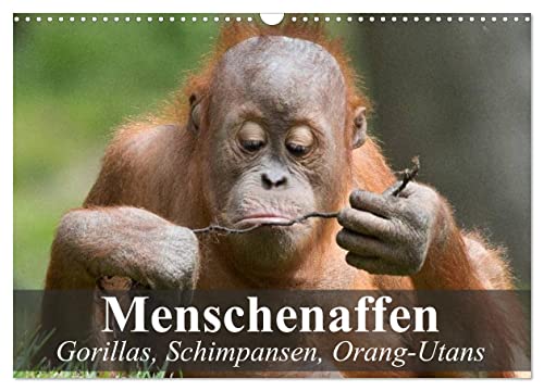 Menschenaffen. Gorillas, Schimpansen, Orang-Utans (Wandkalender 2024 DIN A3 quer), CALVENDO Monatskalender von CALVENDO
