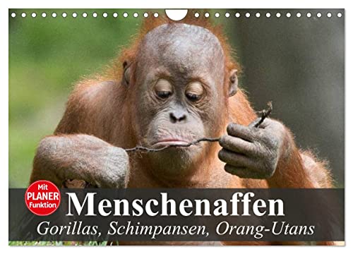 Menschenaffen. Gorillas, Schimpansen, Orang-Utans (Wandkalender 2024 DIN A4 quer), CALVENDO Monatskalender von CALVENDO