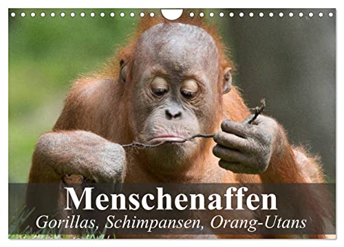Menschenaffen. Gorillas, Schimpansen, Orang-Utans (Wandkalender 2024 DIN A4 quer), CALVENDO Monatskalender