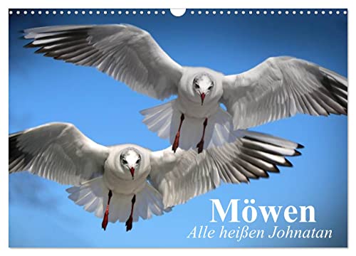 Möwen. Alle heißen Johnatan (Wandkalender 2024 DIN A3 quer), CALVENDO Monatskalender von CALVENDO