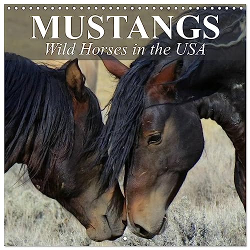 Mustangs - Wild Horses in the USA (Wandkalender 2024 30x30 cm 30x60 cm geöffnet) CALVENDO Broschürenkalender mit Monatskalendarium zum Eintragen