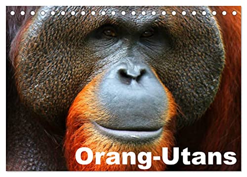 Orang-Utans (Tischkalender 2024 DIN A5 quer), CALVENDO Monatskalender von CALVENDO