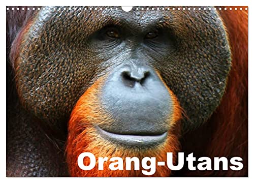 Orang-Utans (Wandkalender 2024 DIN A3 quer), CALVENDO Monatskalender von CALVENDO