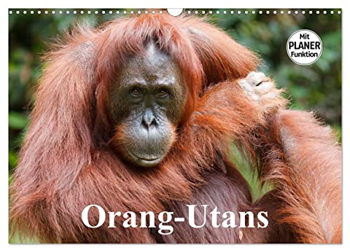 Orang-Utans (Wandkalender 2024 DIN A3 quer), CALVENDO Monatskalender