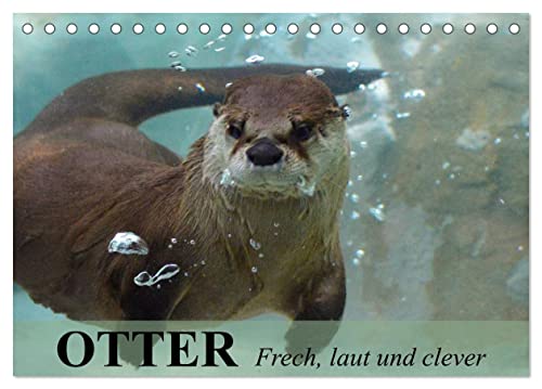 Otter. Frech, laut und clever (Tischkalender 2024 DIN A5 quer), CALVENDO Monatskalender von CALVENDO