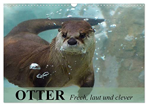 Otter. Frech, laut und clever (Wandkalender 2024 DIN A3 quer), CALVENDO Monatskalender