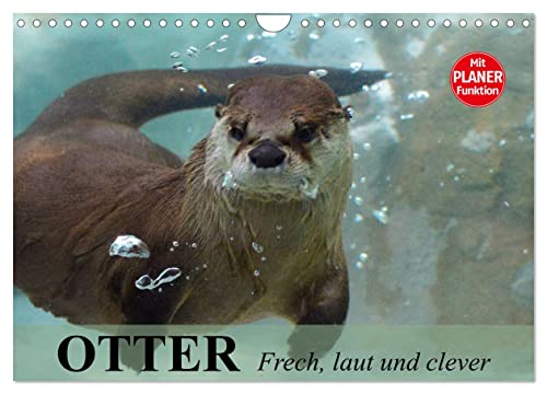 Otter. Frech, laut und clever (Wandkalender 2025 DIN A4 quer), CALVENDO Monatskalender von CALVENDO