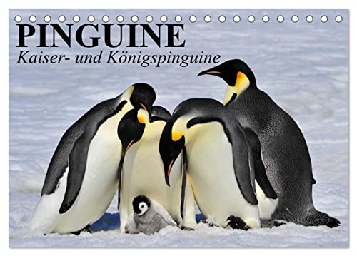 Pinguine - Kaiser- und Königspinguine (Tischkalender 2024 DIN A5 quer), CALVENDO Monatskalender von CALVENDO