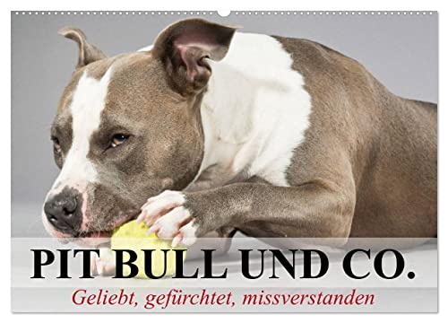 Pit Bull und Co. - Geliebt, gefürchtet, missverstanden (Wandkalender 2025 DIN A2 quer), CALVENDO Monatskalender von CALVENDO