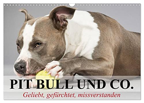 Pit Bull und Co. - Geliebt, gefürchtet, missverstanden (Wandkalender 2025 DIN A3 quer), CALVENDO Monatskalender von CALVENDO