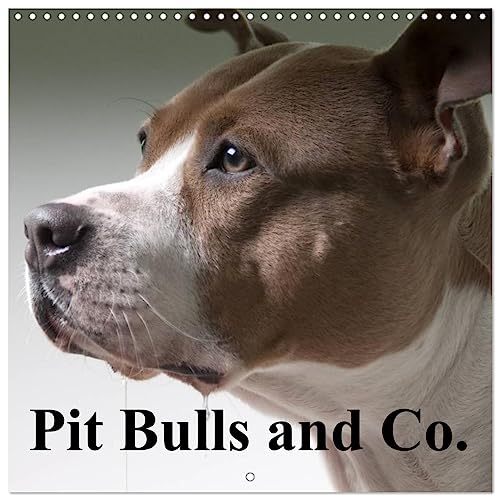 Pit Bulls and Co. (Wandkalender 2024 30x30 cm 30x60 cm geöffnet) CALVENDO Broschürenkalender mit Monatskalendarium zum Eintragen