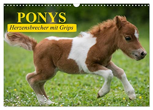 Ponys. Herzensbrecher mit Grips (Wandkalender 2024 DIN A3 quer), CALVENDO Monatskalender von CALVENDO