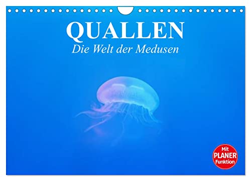 Quallen. Die Welt der Medusen (Wandkalender 2024 DIN A4 quer), CALVENDO Monatskalender von CALVENDO