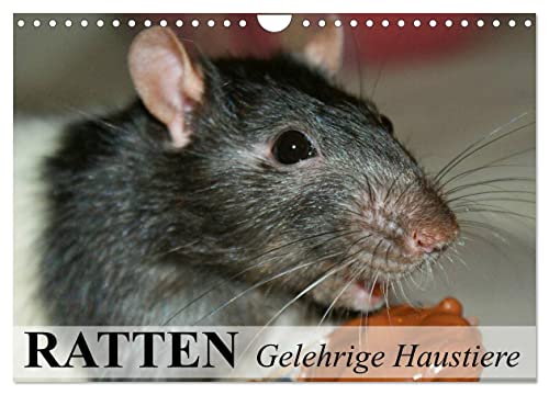 Ratten - Gelehrige Haustiere (Wandkalender 2024 DIN A4 quer), CALVENDO Monatskalender von CALVENDO
