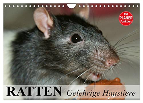 Ratten. Gelehrige Haustiere (Wandkalender 2024 DIN A4 quer), CALVENDO Monatskalender