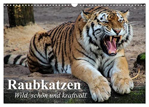 Raubkatzen. Wild, schön und kraftvoll (Wandkalender 2024 DIN A3 quer), CALVENDO Monatskalender von CALVENDO