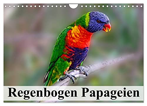 Regenbogen Papageien (Wandkalender 2024 DIN A4 quer), CALVENDO Monatskalender