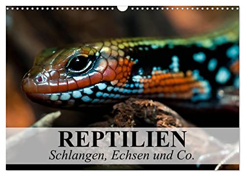 Reptilien Schlangen, Echsen und Co. (Wandkalender 2025 DIN A3 quer), CALVENDO Monatskalender von CALVENDO