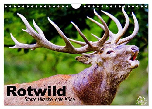 Rotwild. Edle Hirsche, stolze Kühe (Wandkalender 2024 DIN A4 quer), CALVENDO Monatskalender von CALVENDO