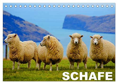 Schafe/Geburtstagskalender (Tischkalender 2024 DIN A5 quer), CALVENDO Monatskalender