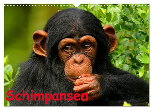 Schimpansen (Wandkalender 2024 DIN A3 quer), CALVENDO Monatskalender