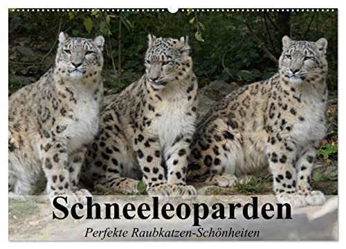 Schneeleoparden. Perfekte Raubkatzen-Schönheiten (Wandkalender 2024 DIN A2 quer), CALVENDO Monatskalender