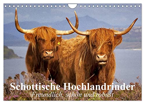 Schottische Hochlandrinder. Freundlich, schön und robust (Wandkalender 2024 DIN A4 quer), CALVENDO Monatskalender