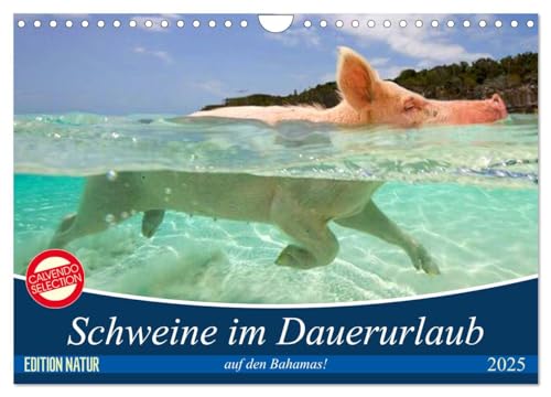Schweine im Dauerurlaub auf den Bahamas! (Wandkalender 2025 DIN A4 quer), CALVENDO Monatskalender