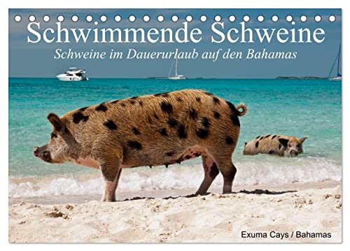 Schwimmende Schweine (Tischkalender 2024 DIN A5 quer), CALVENDO Monatskalender von CALVENDO