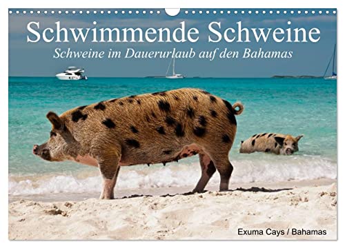 Schwimmende Schweine (Wandkalender 2024 DIN A3 quer), CALVENDO Monatskalender