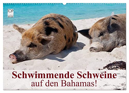 Schwimmende Schweine auf den Bahamas! (Wandkalender 2024 DIN A2 quer), CALVENDO Monatskalender
