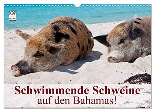 Schwimmende Schweine auf den Bahamas! (Wandkalender 2024 DIN A3 quer), CALVENDO Monatskalender von CALVENDO