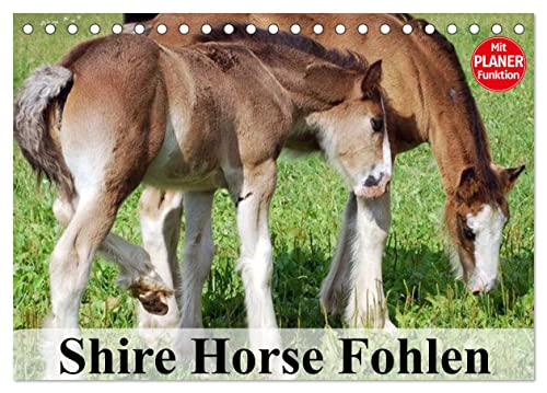 Shire Horse Fohlen (Tischkalender 2024 DIN A5 quer), CALVENDO Monatskalender