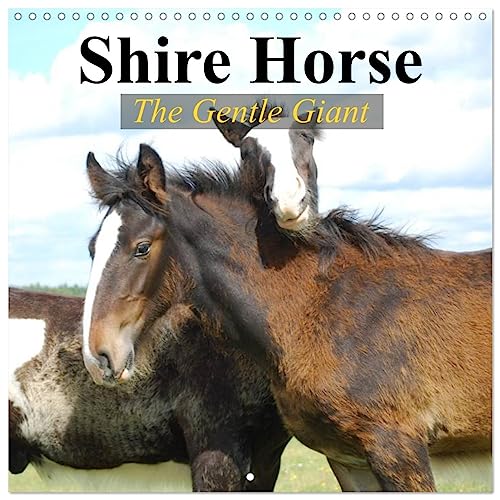 Shire Horse - The gentle giant (Wandkalender 2024 30x30 cm 30x60 cm geöffnet) CALVENDO Broschürenkalender mit Monatskalendarium zum Eintragen