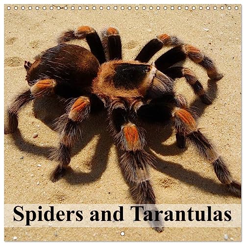 Spiders and Tarantulas (Wandkalender 2024 30x30 cm 30x60 cm geöffnet) CALVENDO Broschürenkalender mit Monatskalendarium zum Eintragen