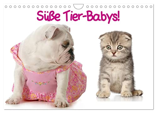 Süße Tier-Babys! (Wandkalender 2025 DIN A4 quer), CALVENDO Monatskalender