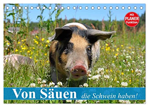 Von Säuen die Schwein haben! (Tischkalender 2024 DIN A5 quer), CALVENDO Monatskalender von CALVENDO