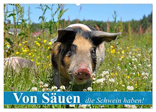 Von Säuen die Schwein haben! (Wandkalender 2025 DIN A2 quer), CALVENDO Monatskalender von CALVENDO