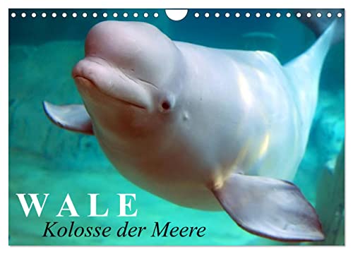 Wale - Kolosse der Meere (Wandkalender 2024 DIN A4 quer), CALVENDO Monatskalender