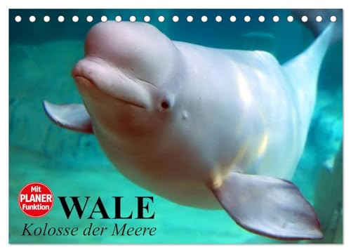 Wale. Kolosse der Meere (Tischkalender 2025 DIN A5 quer), CALVENDO Monatskalender: Die geheimnisvollen Riesen der Meere von CALVENDO