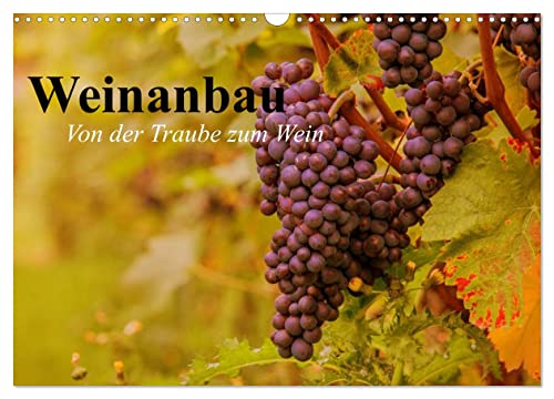 Weinanbau. Von der Traube zum Wein (Wandkalender 2024 DIN A3 quer), CALVENDO Monatskalender