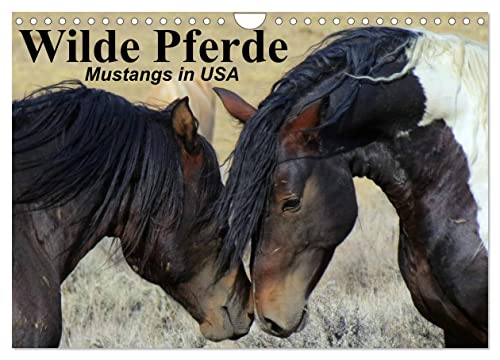 Wilde Pferde • Mustangs in USA (Wandkalender 2024 DIN A4 quer), CALVENDO Monatskalender